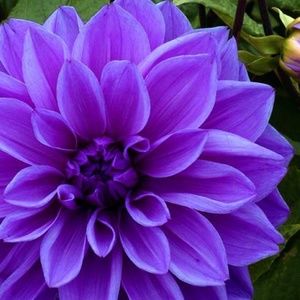 Meet your Posher, Queen